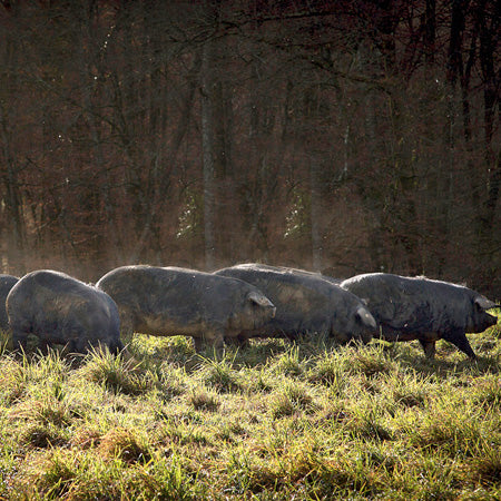Porc Noir Gascon