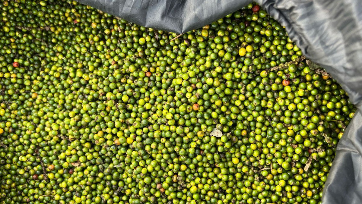 Poivre noir de Baffia (Côte d'Ivoire) 55g - Roellinger