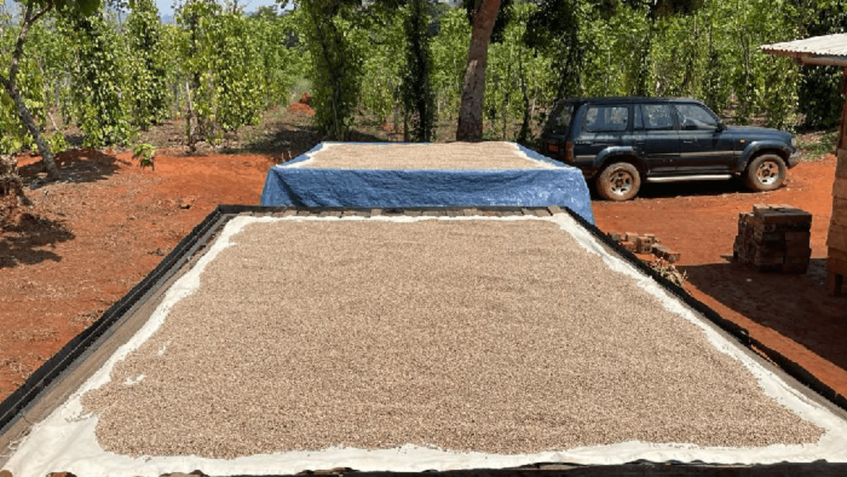Poivre du Cameroun blanc 100g - Roellinger