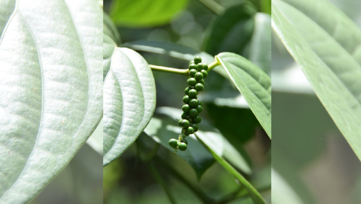 Poivre noir du Sri Lanka 100g - Roellinger