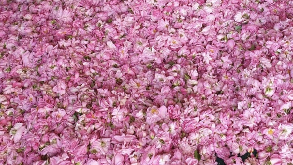Eau de rose 10cl - Roellinger