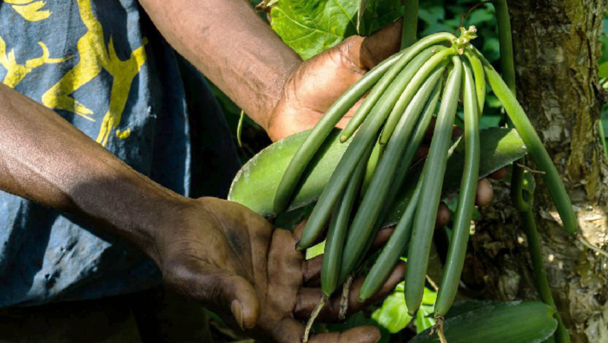 Vanille de Sao Tomé 2 gousses - Roellinger