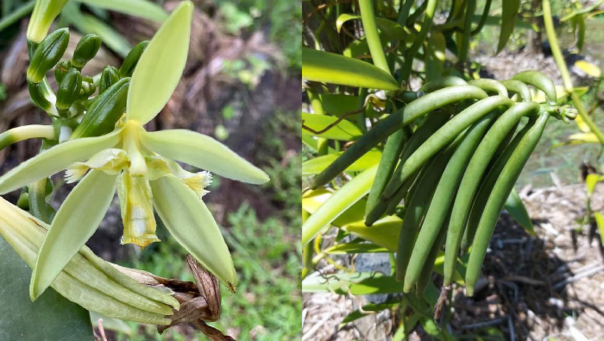 Vanille Tahiti 1 gousse - Roellinger