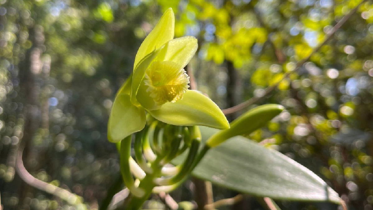 Vanille des forêts 1 gousse - Roellinger