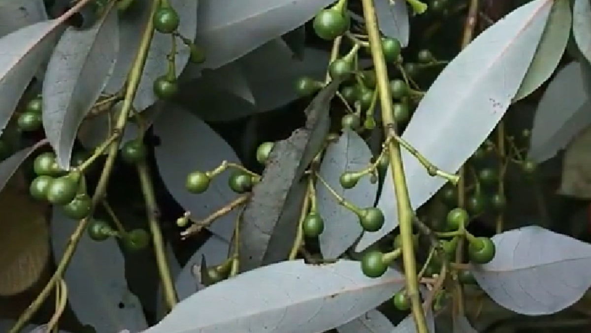 Poivre de verveine 25g - Roellinger